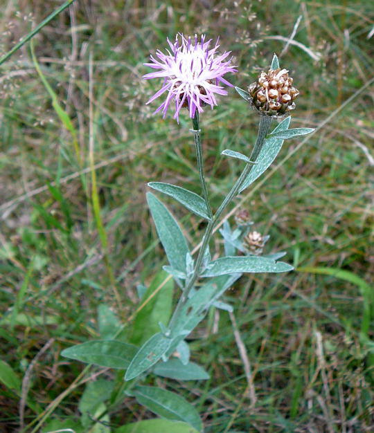 Wiesen-Flockenblume - Centaurea jacea