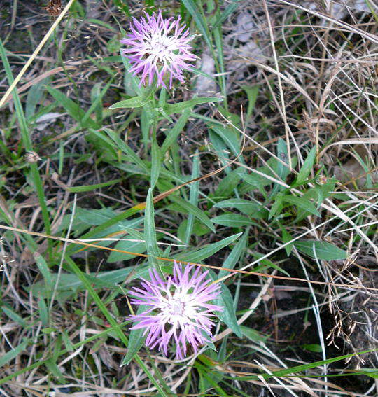 Wiesen-Flockenblume - Centaurea jacea