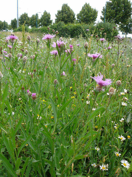 Wiesen-Flockenblume - Centaurea jacea