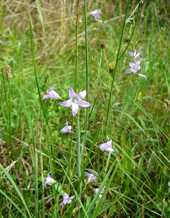 Wiesen-Glockenblume - Campanula patula