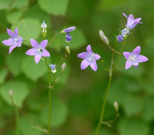 Wiesen-Glockenblume - Campanula patula