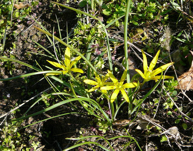 Wiesen-Goldstern - Gagea pratensis 