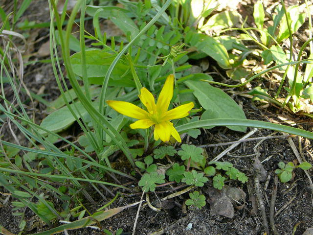 Wiesen-Goldstern - Gagea pratensis