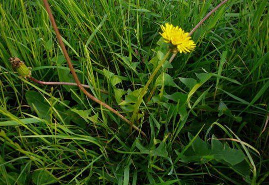 Wiesen-Lwenzahn - Taraxacum sect. Ruderalia