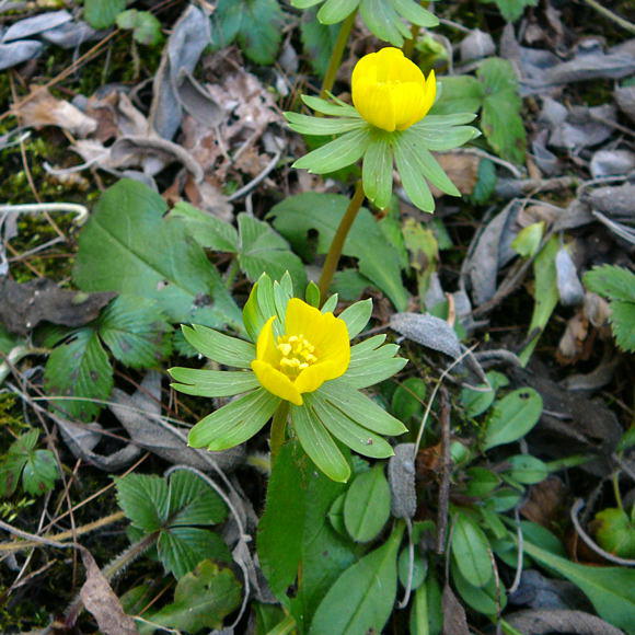 Winterling - Eranthis hyemalis 