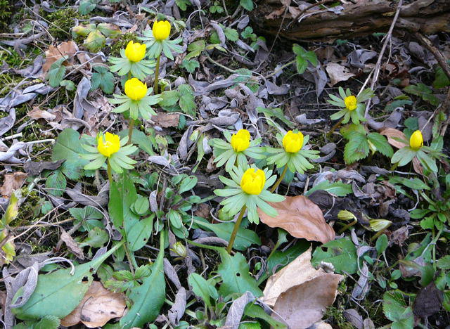 Winterling - Eranthis hyemalis 