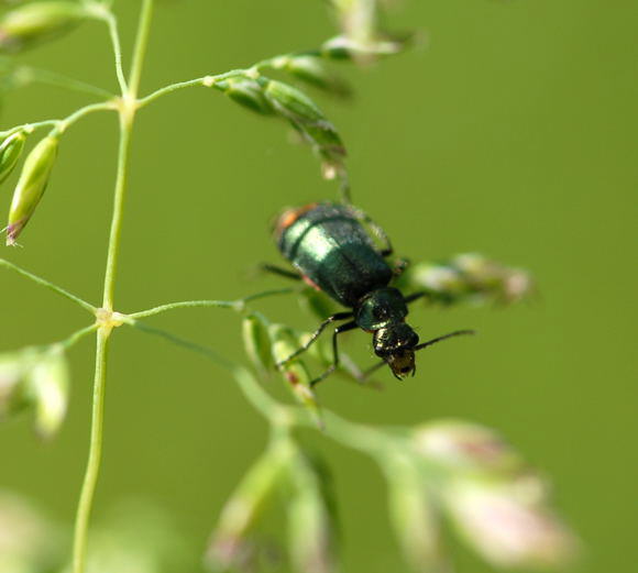 Zipfelkfer - Clanoptilus geniculatus