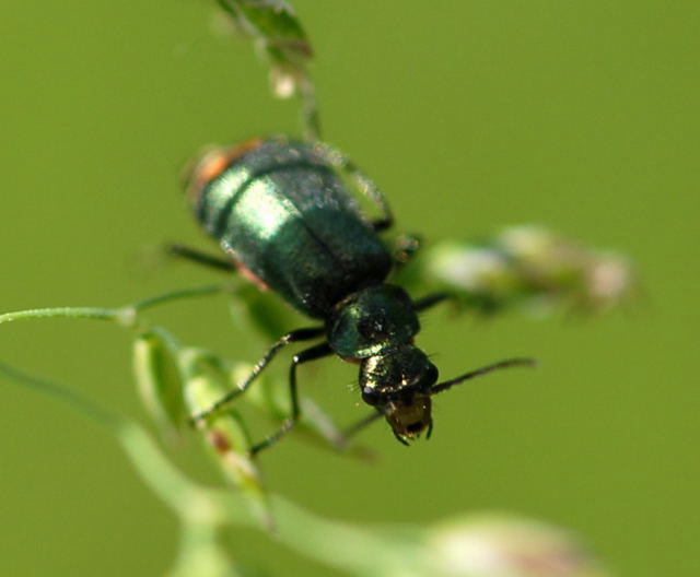 Zipfelkfer - Clanoptilus geniculatus