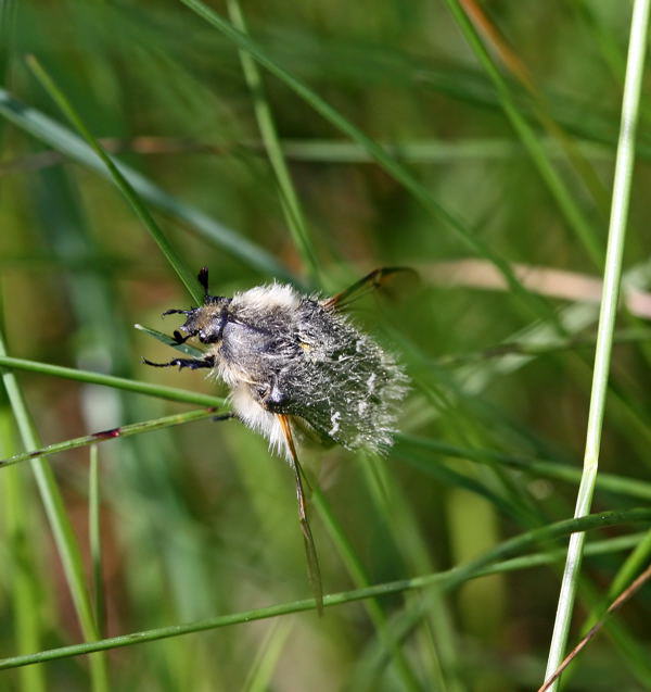 Zottiger Rosenkfer - Tropinota hirta