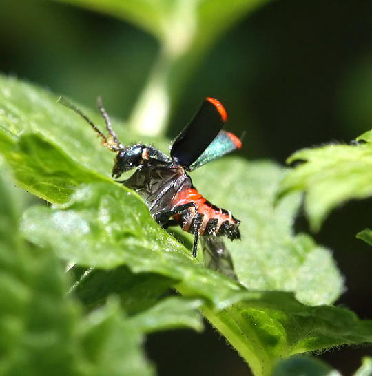 Zweifleckigen Zipfelkfers -Malachius bipustulatus