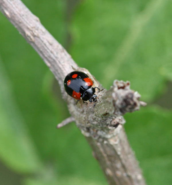 Zweipunkt-Marienkfer - Adalia bipunctata