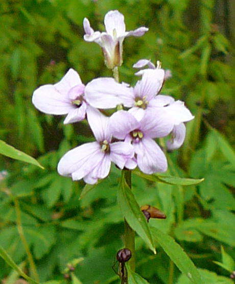 Zwiebel-Zahnwurz - Cardamine bulbifera