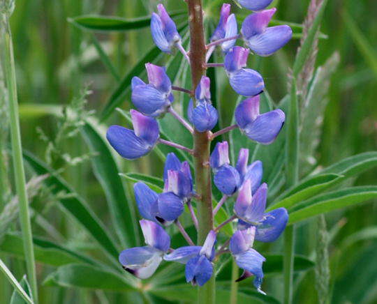 Schmalblättrige Lupine - Lupinus angustifolius