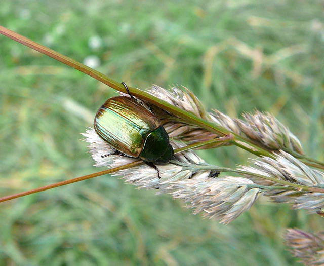 Kleiner Julikäfer - Anomala dubia