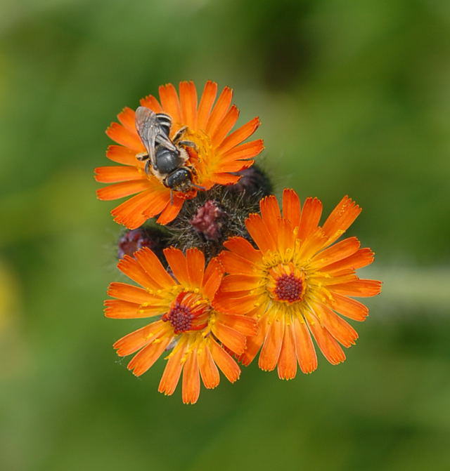 Orangerotes Habichtskraut - Hieracium aurantiacum 