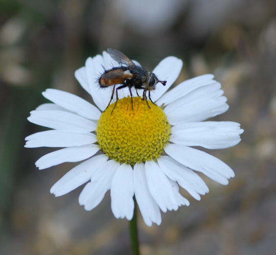 Raupenfliege 2 