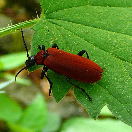 Scharlachroter Feuerkäfer - Pyrochroa coccinea
