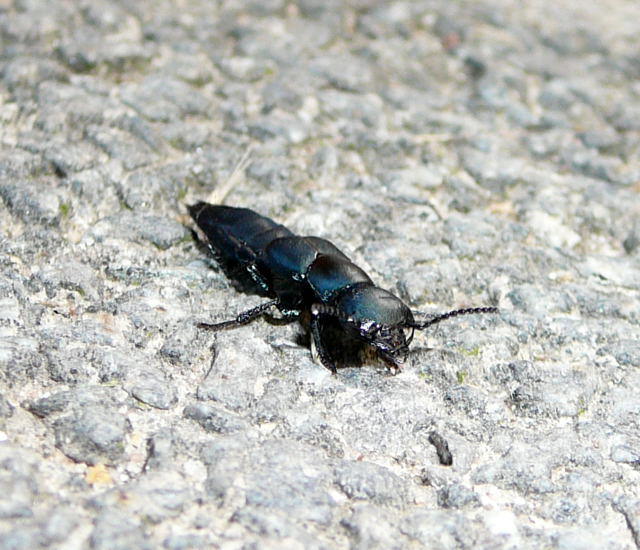 Schwarzer Moderkurzflgler 2 - Ocypus spec.