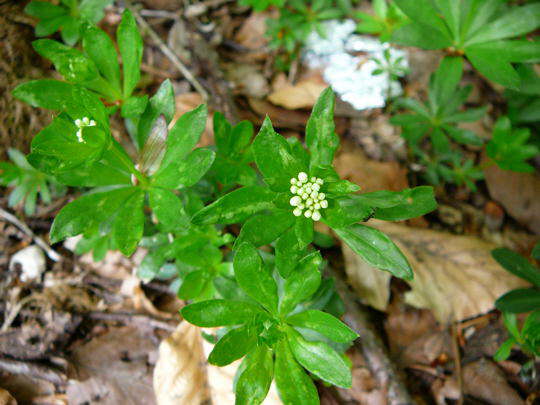 Waldmeister - Galium odoratum